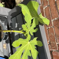 Yellow Long Neck Fig