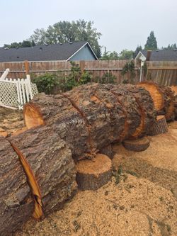 19 big logs