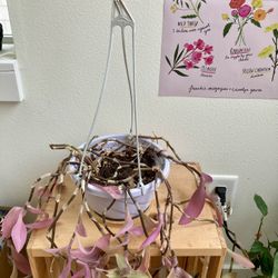 Tradescantia Zebrina Plant In Hanging Basket