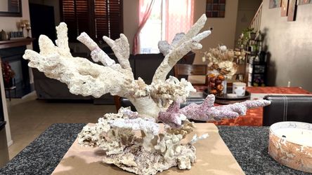 Reef aquascape