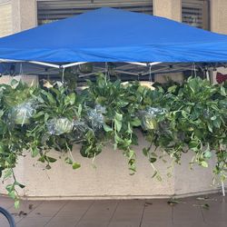 Pothos