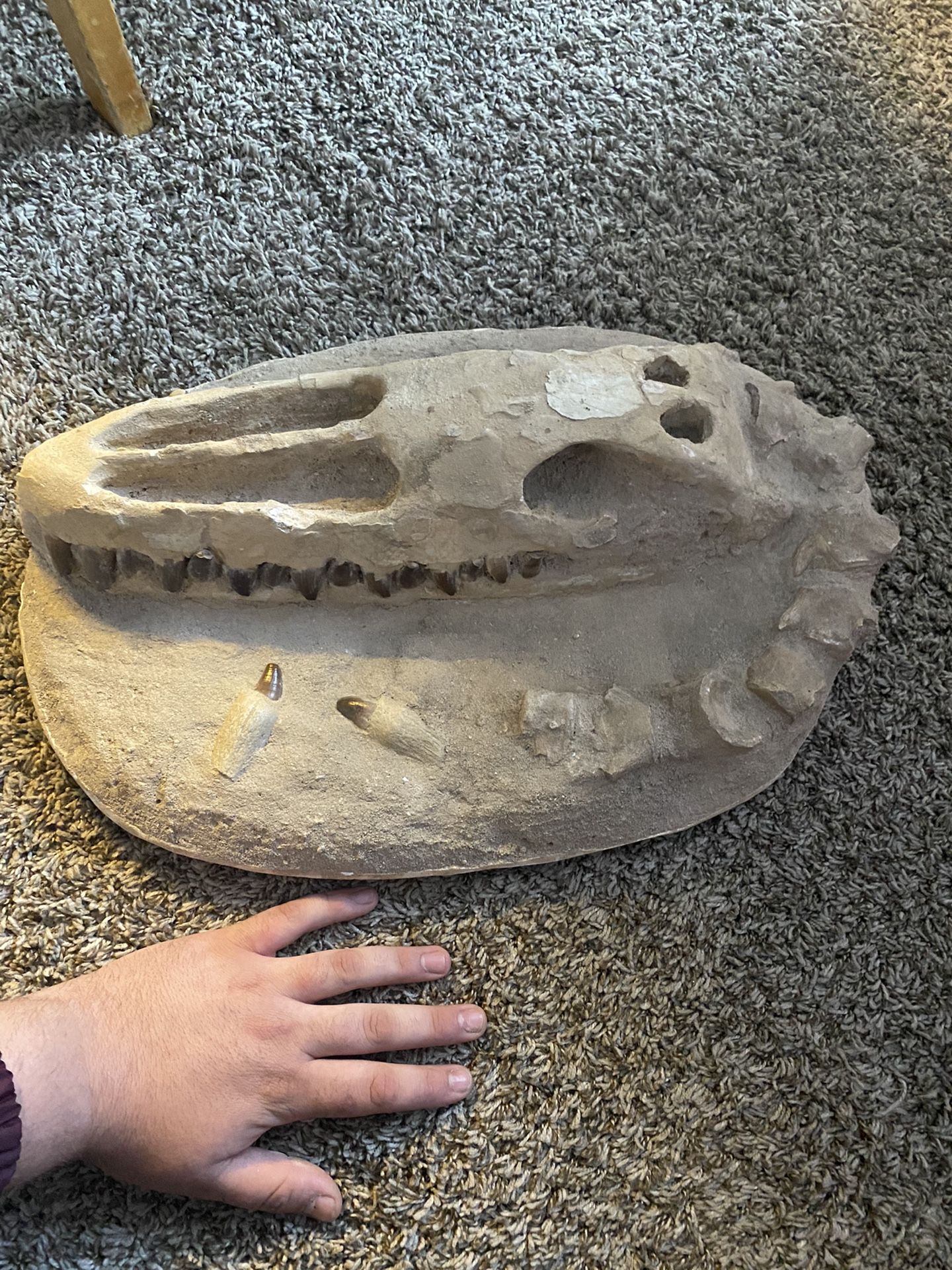 Alligator Fossil
