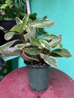 Variegated