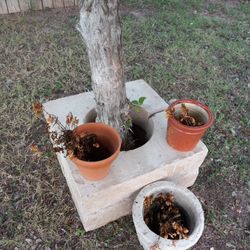 Canteras,,Culumes Bottoms,,AWESOME FOR PLANTERS,,HEAVY,,SOLID,,EXPENSIVE NOWADAYS,,,$$50O.