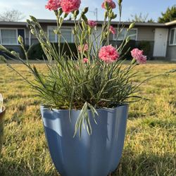 Dianthus in Decorative Pot