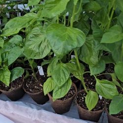 Vegetable, Fruit, And Herb Plants