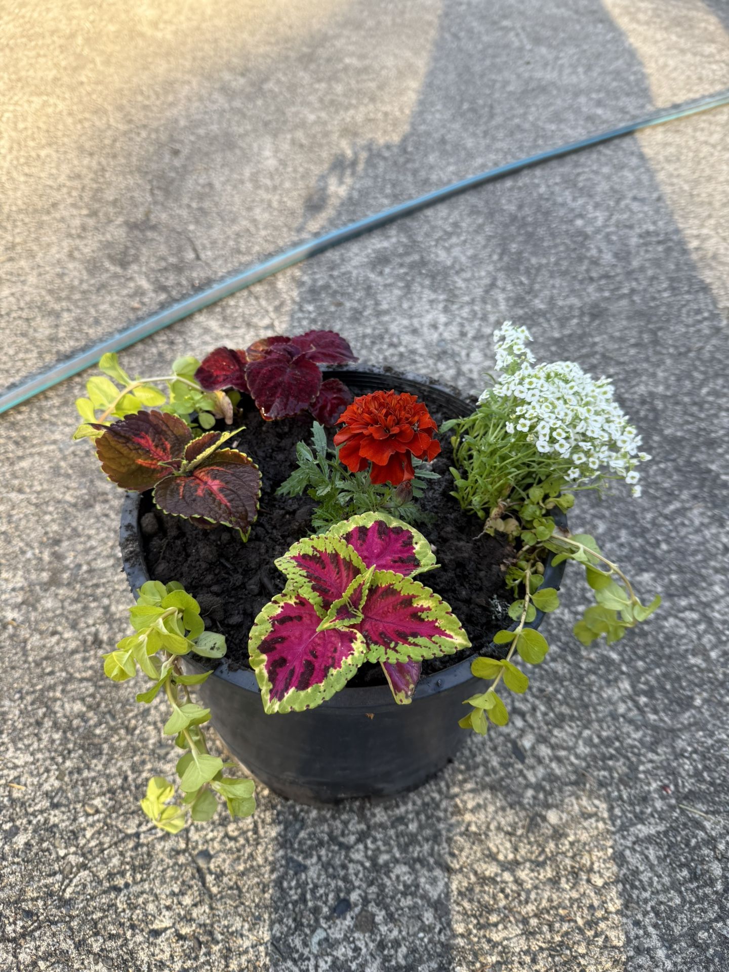 Mothers Day Special Flower And Plant Combo Large Pot