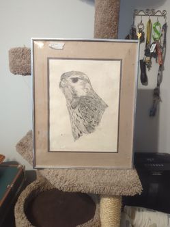 Falcon Bust Drawing Framed Art