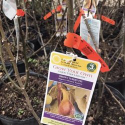 Turkey Brown Fig Dwarf Species Plants Trees 