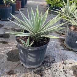 Caribbean Agave - 3gl