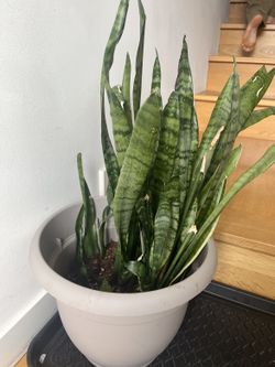 Snake Plant (Sansevieria) in Large Pot — Live Houseplant