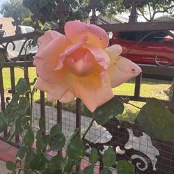 Rose Plant