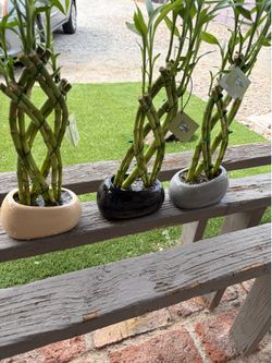 bamboo lucky plants