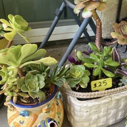 Many Beautiful Succulents 