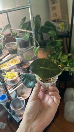 Alocasia Polly