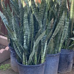 Snake Plants