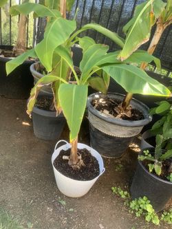 Banana Tree 