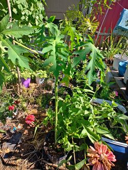 Papaya Tree