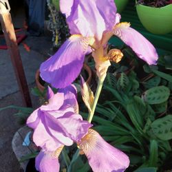 Blumming Iris