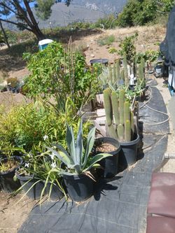 15 gall. Plant an herbs sale