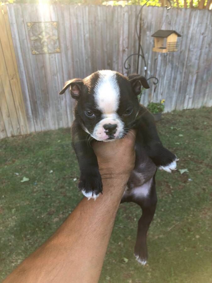 Boston Terrier