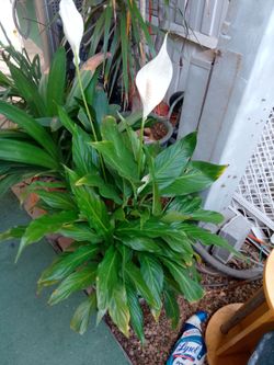 Large Peace Lilly (Spathiphyllum)