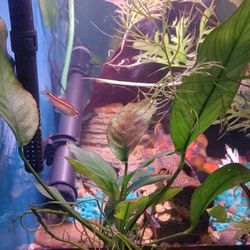 Aquarium 10g