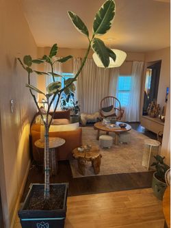Variegated Rubber Tree