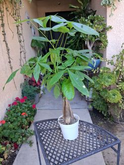 Braided Money Tree $18