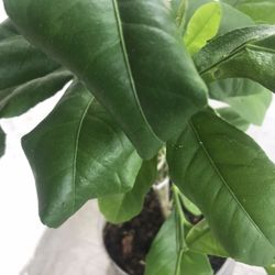 Lemon Tree 