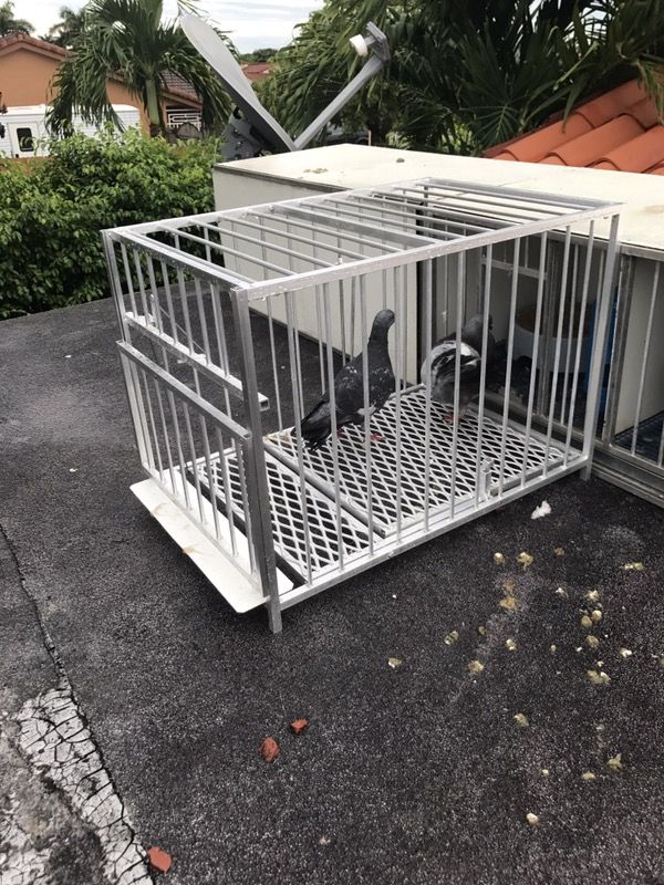 Cajones para palomas y vistero automático
