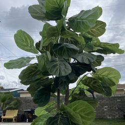 Large Faux Plant in Grey Tin Planter