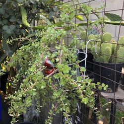 Planta Natural