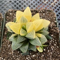 Exotic Succulent 