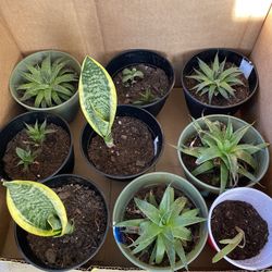 Baby Plants