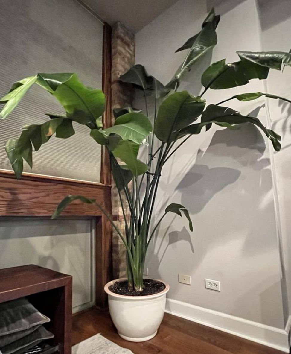 Large Bird Of Paradise Plant