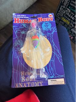 Human Body" see-through model
