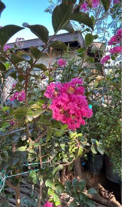 Crape Myrtle