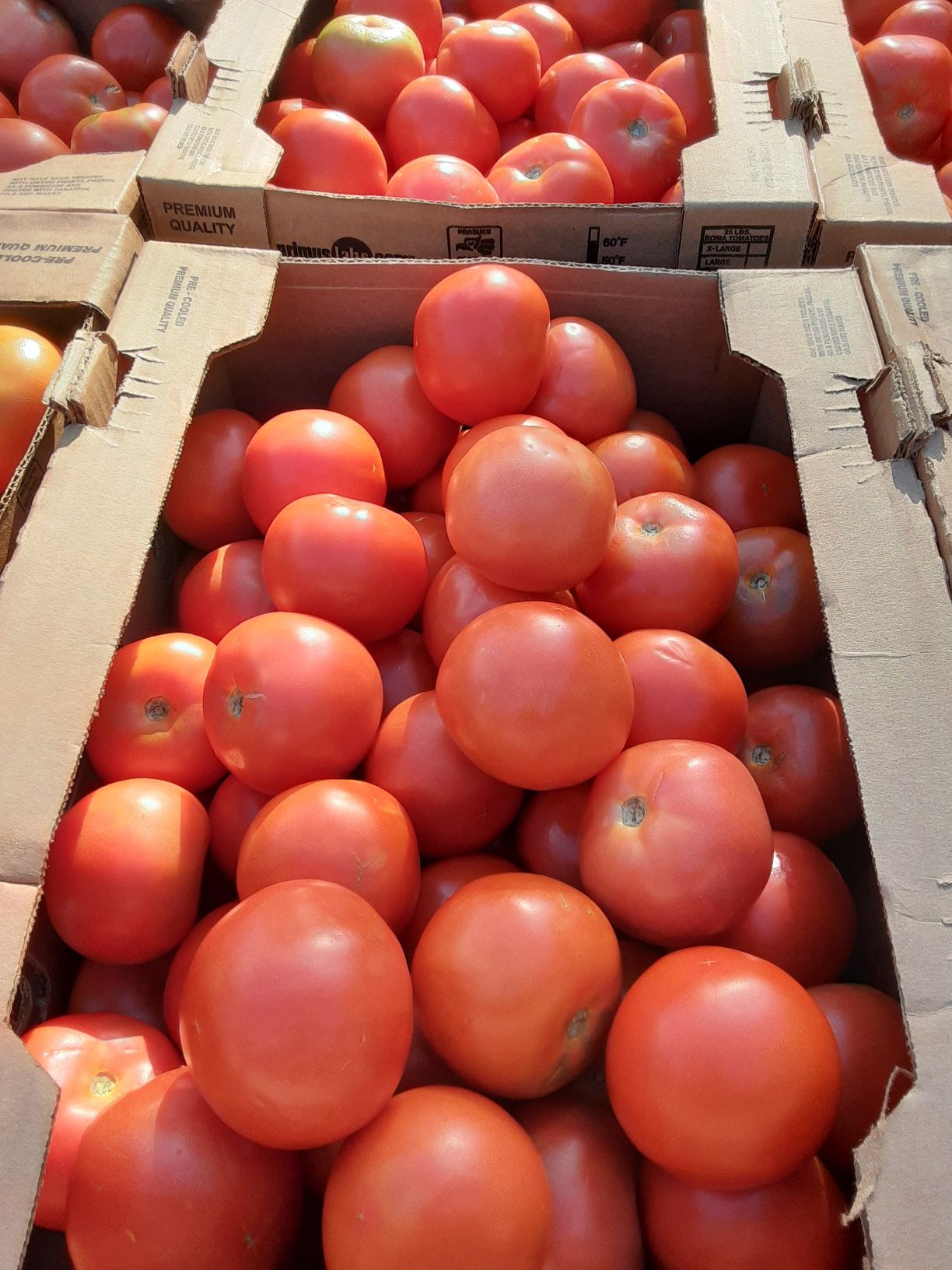 Fresh tomatoes 25lb boxes