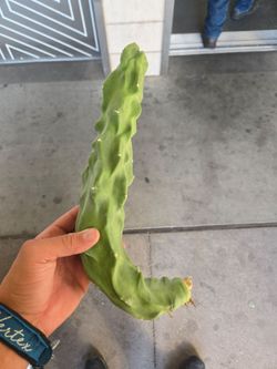 Totem pole cactus