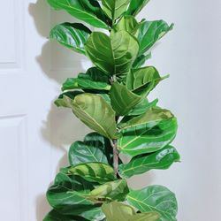 Fiddle Leaf Fig Tree
