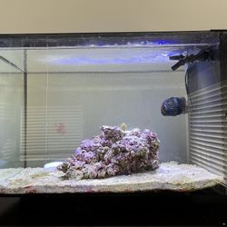 13.5 gallon Aquarium