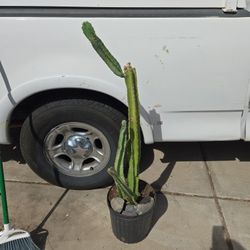 4ft Mature Cactus 