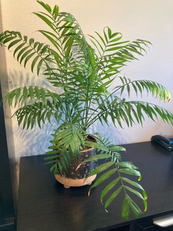 Bella Palm in Ceramic Pot