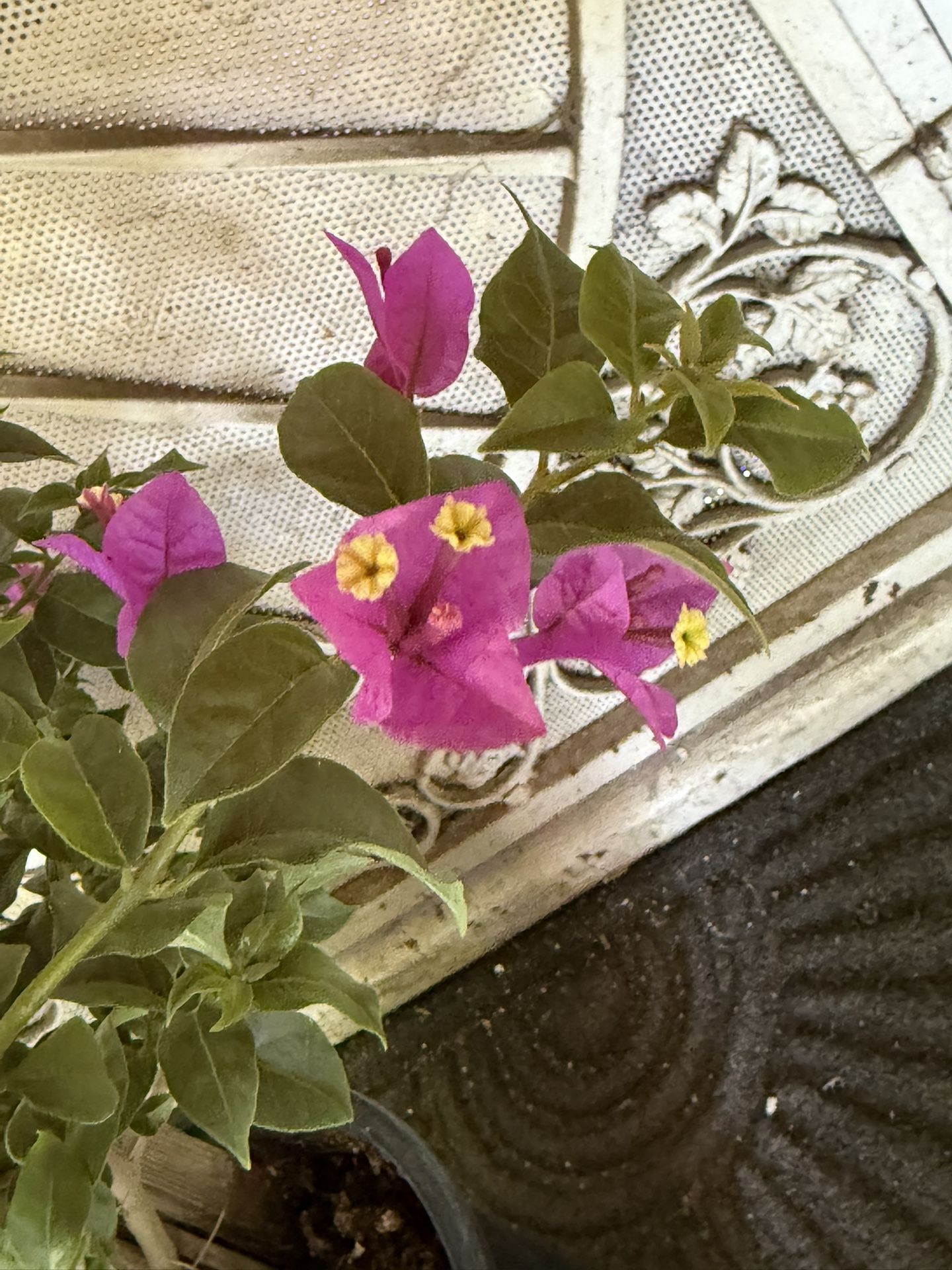 Bougainvillea Plant Flower