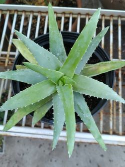 Plant