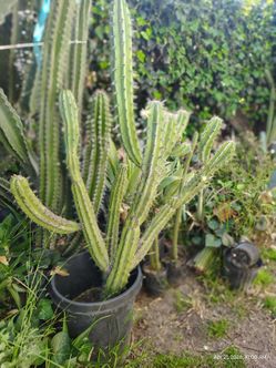 M y r t i l l o Cactus plant