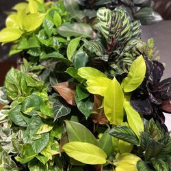 Various (including Rare) Houseplants House Plants For Sale Bergen County 