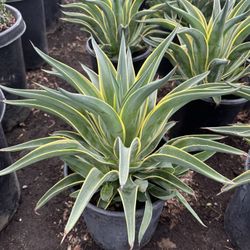 Agave