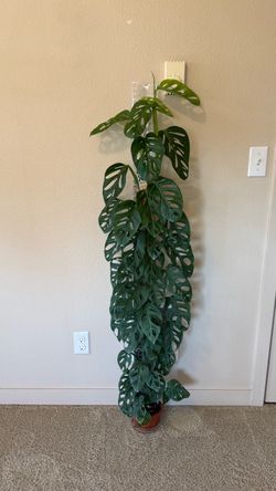 Reverted Monstera albo adansonii 2 plants on moss pole